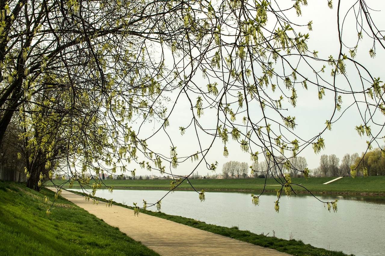 Ветка парк. Панорама деревья.