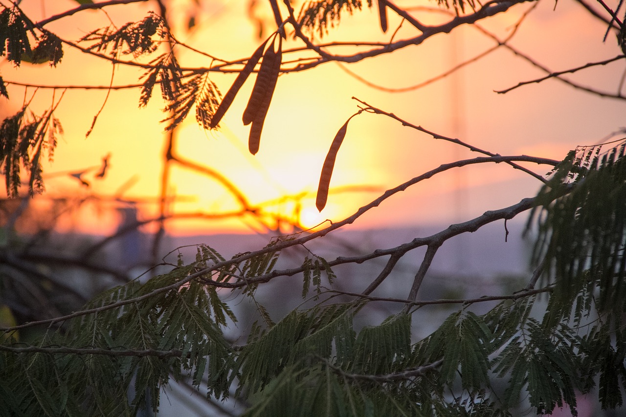 tree  branch  nature free photo