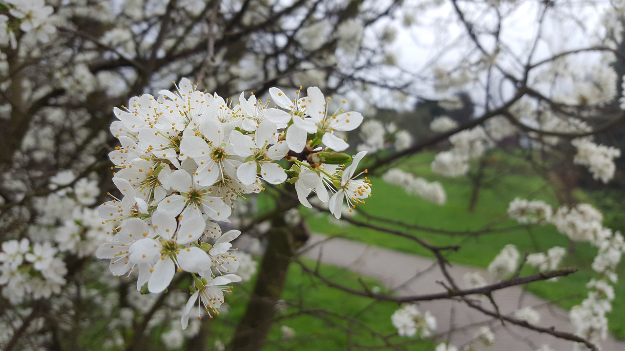 tree  plum  branch free photo