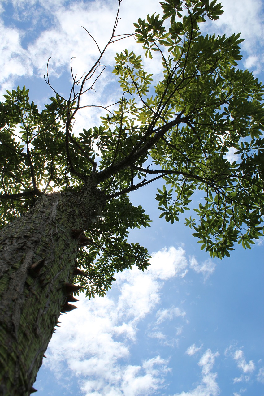 tree  nature  blue sky free photo