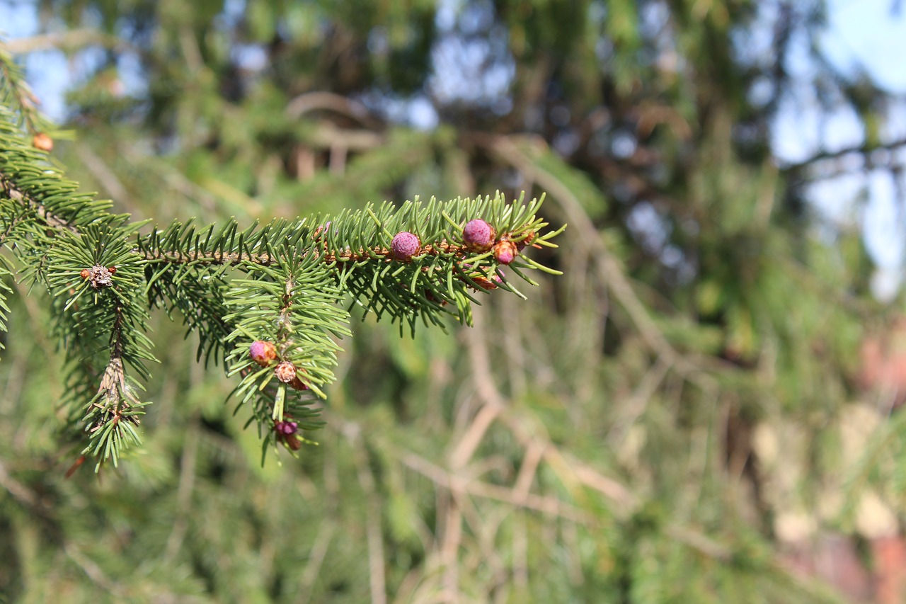 tree  nature  branch free photo