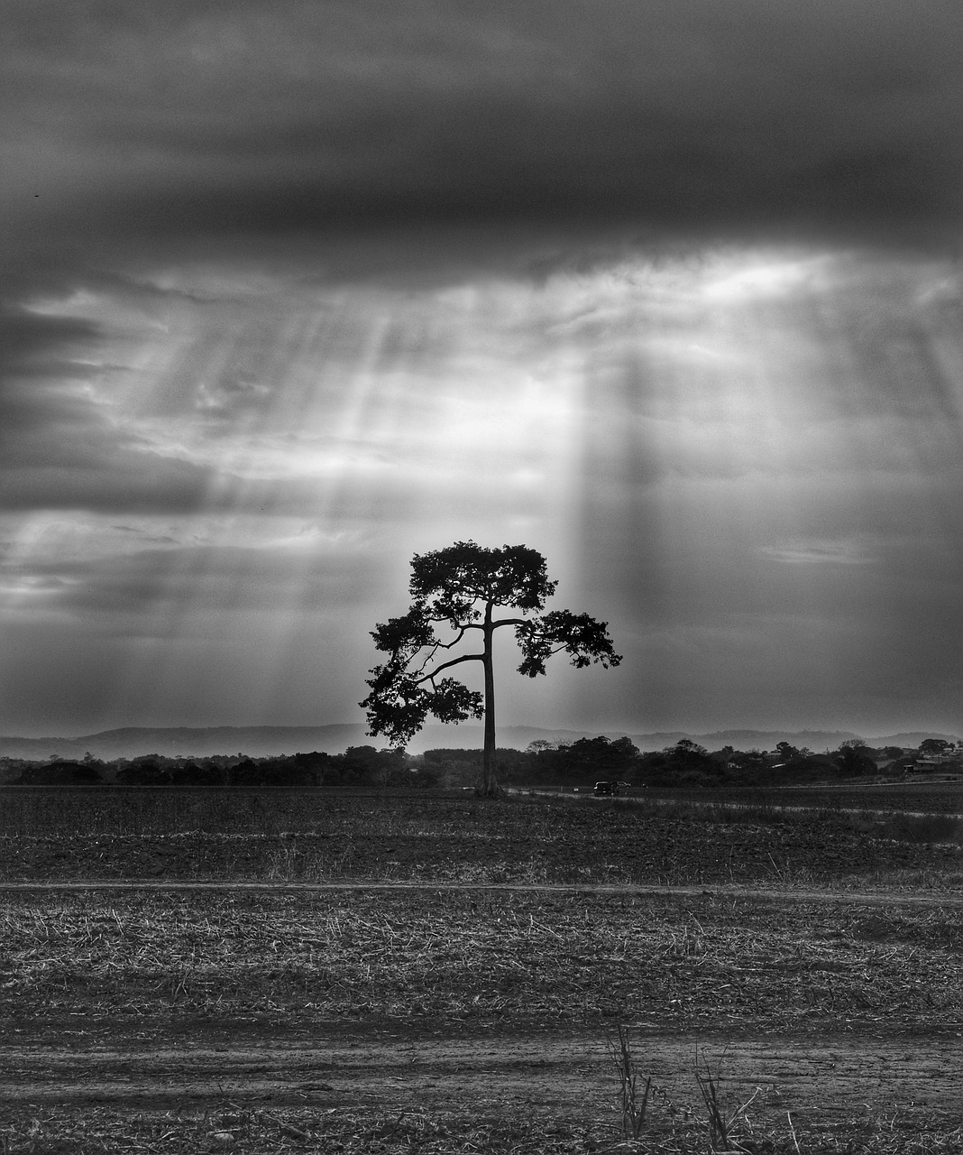 tree  landscape  sun rays free photo