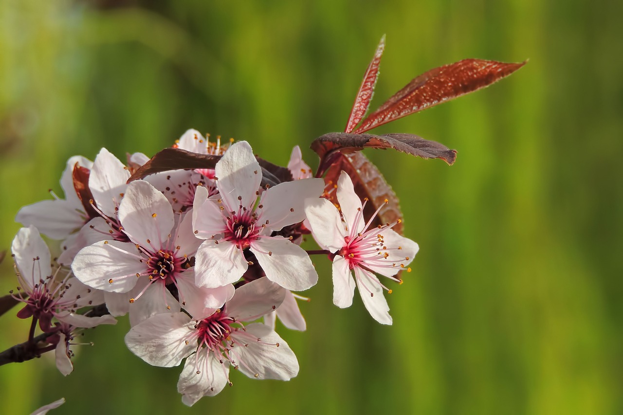 tree  flowers  nature free photo