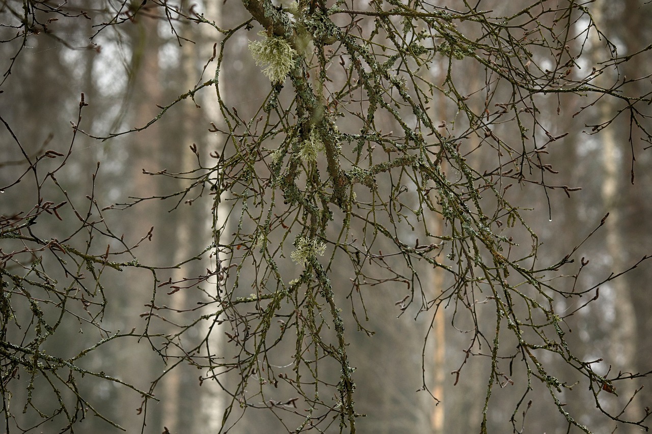 tree  nature  wood free photo