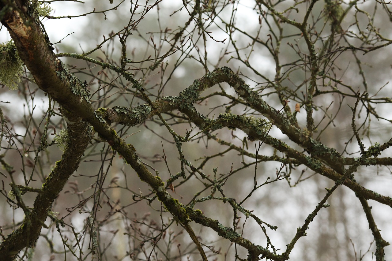 tree  nature  branch free photo