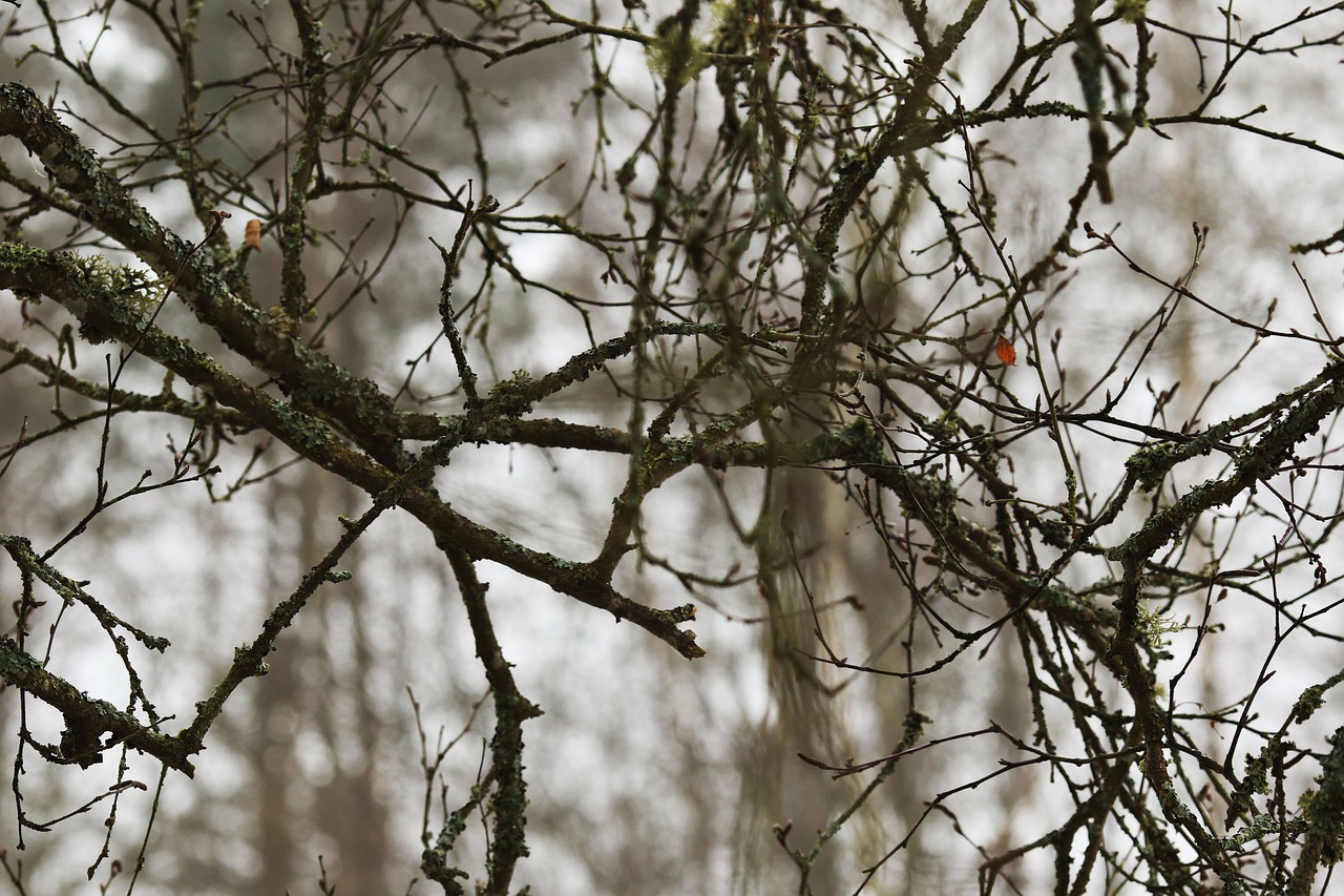 tree  branch  nature free photo