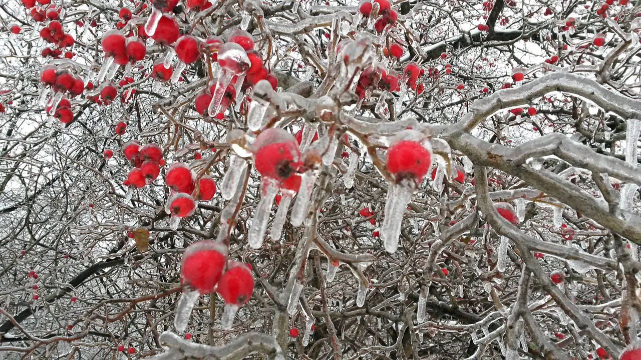 tree  winter  season free photo