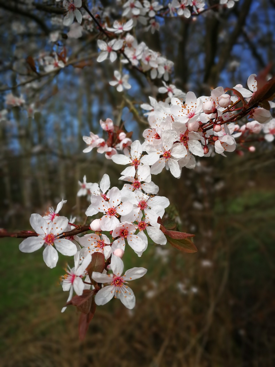 tree  flower  season free photo