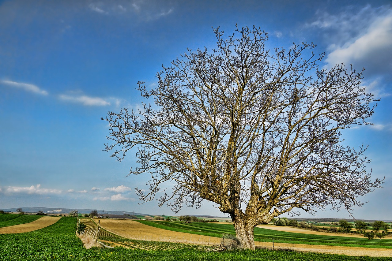 tree  walnut  nature free photo