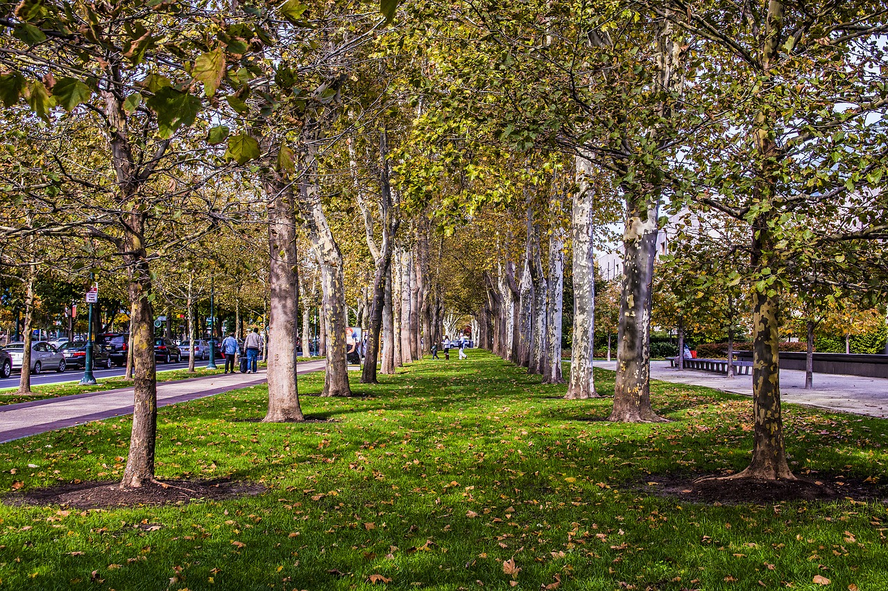 tree  landscape  nature free photo