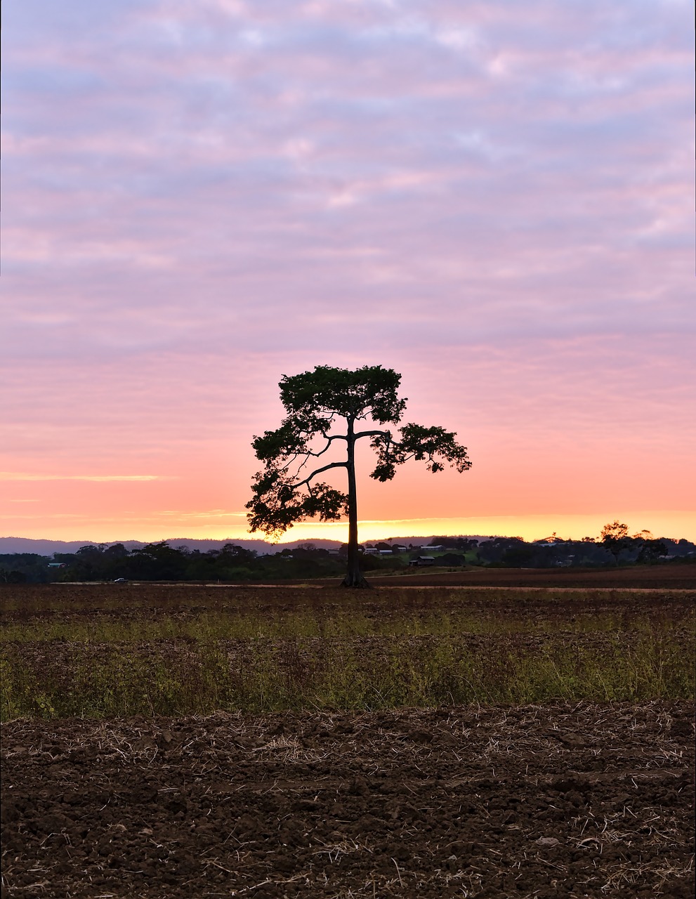 tree  sky  nature free photo