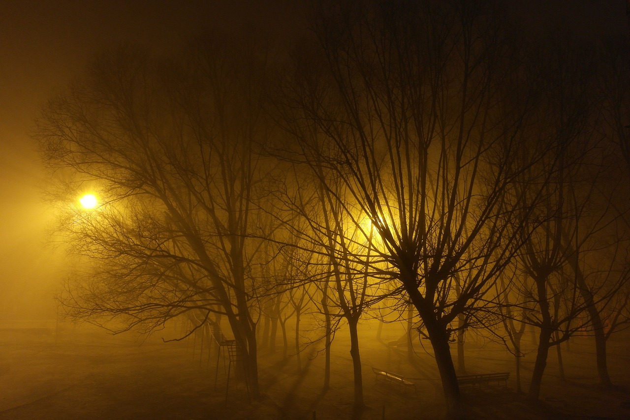 tree  nature  fog free photo