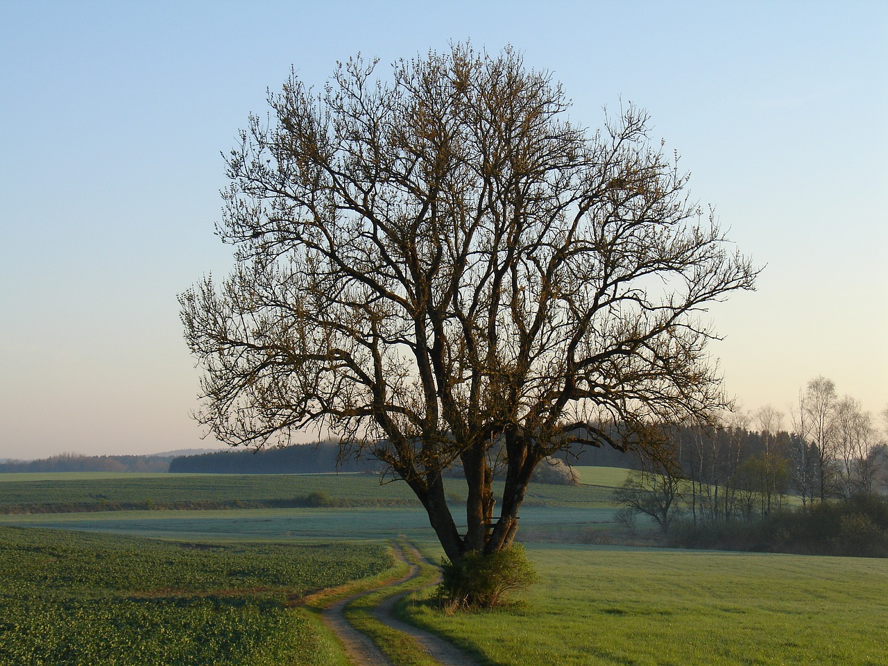 tree  landscape  nature free photo