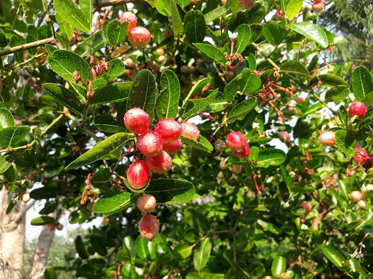 tree  fruit  nature free photo