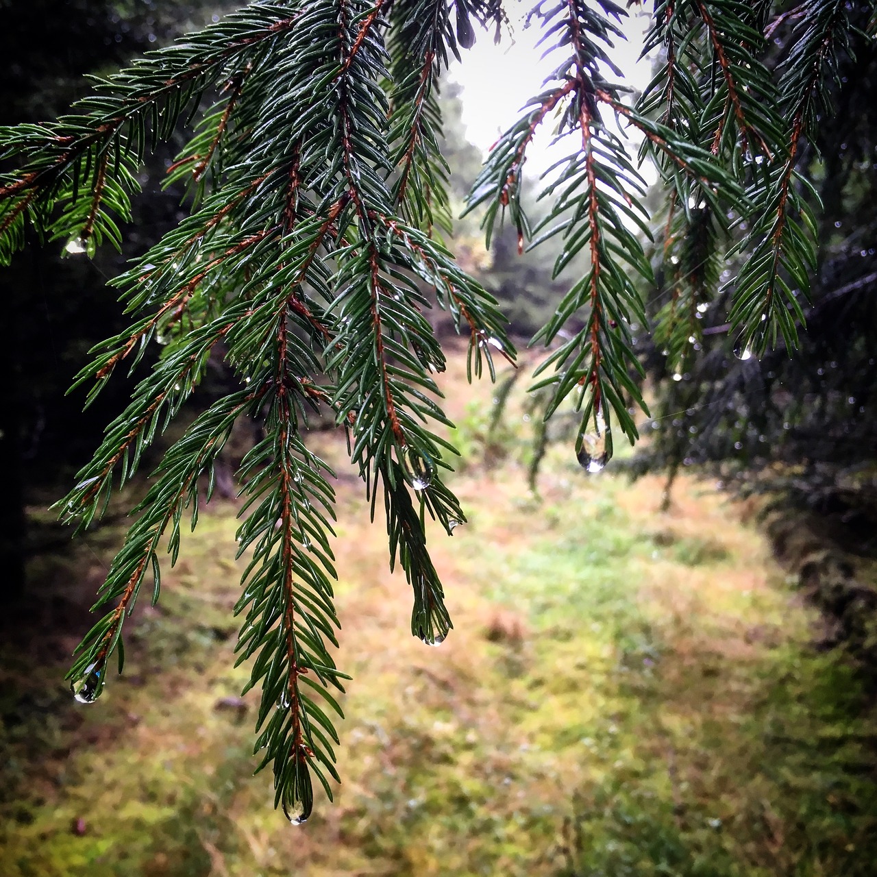 tree  evergreen  pine free photo