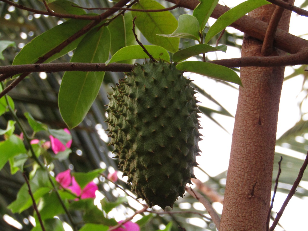 tree  fruit  food free photo