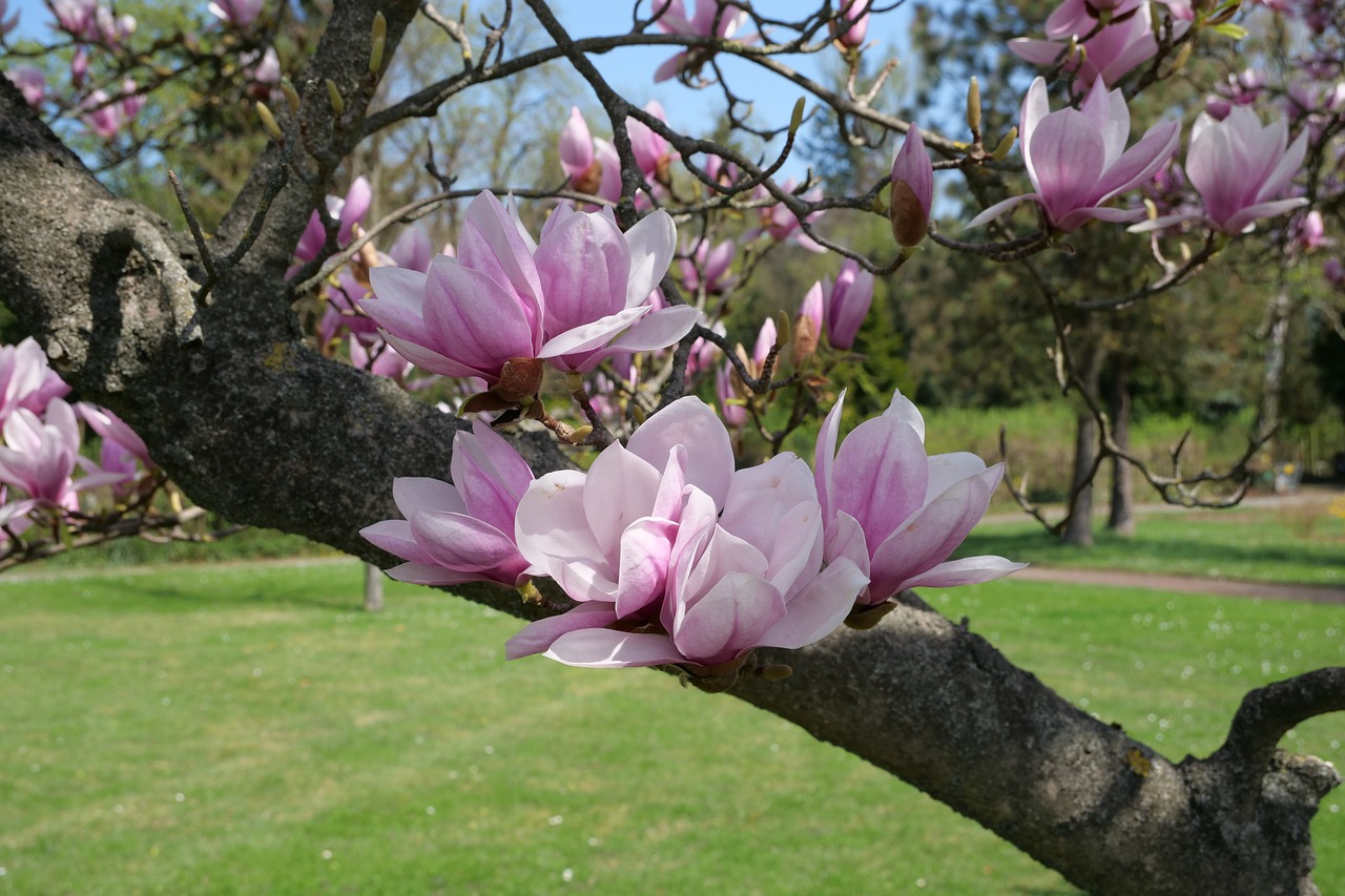 tree  magnolia tree  tulip magnolia free photo