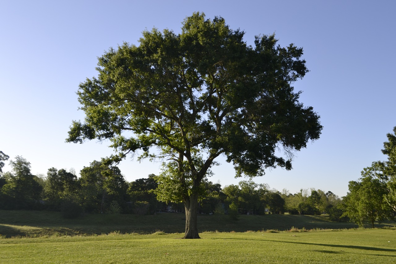 tree  nature  landscape free photo