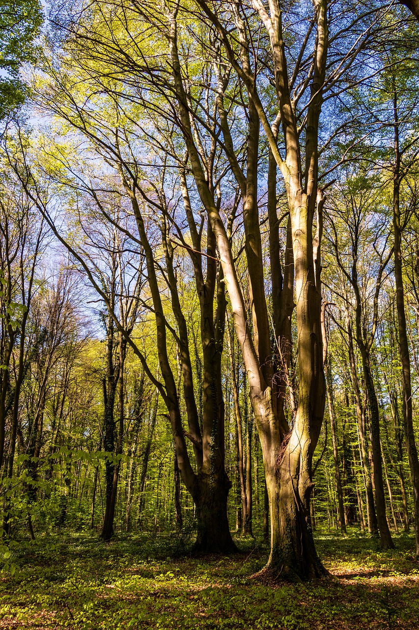 tree  wood  nature free photo