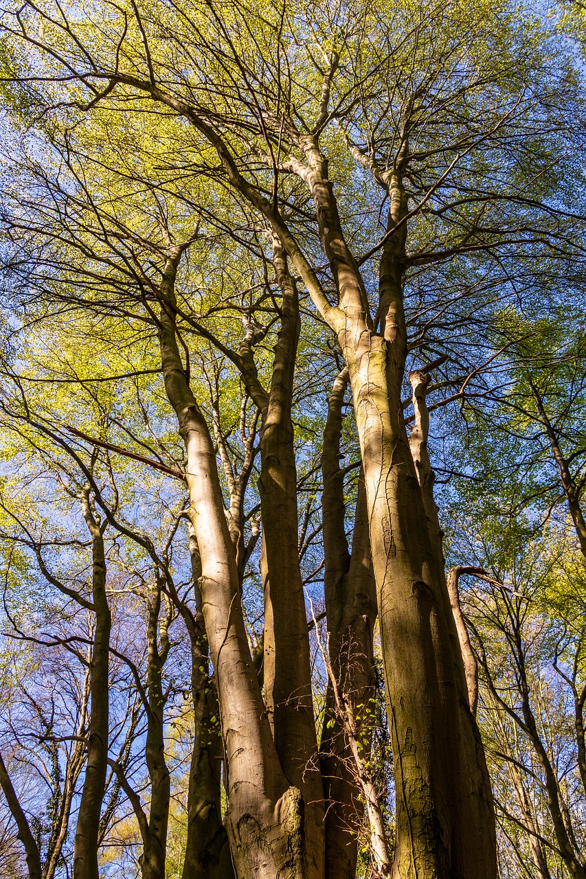 tree  wood  nature free photo