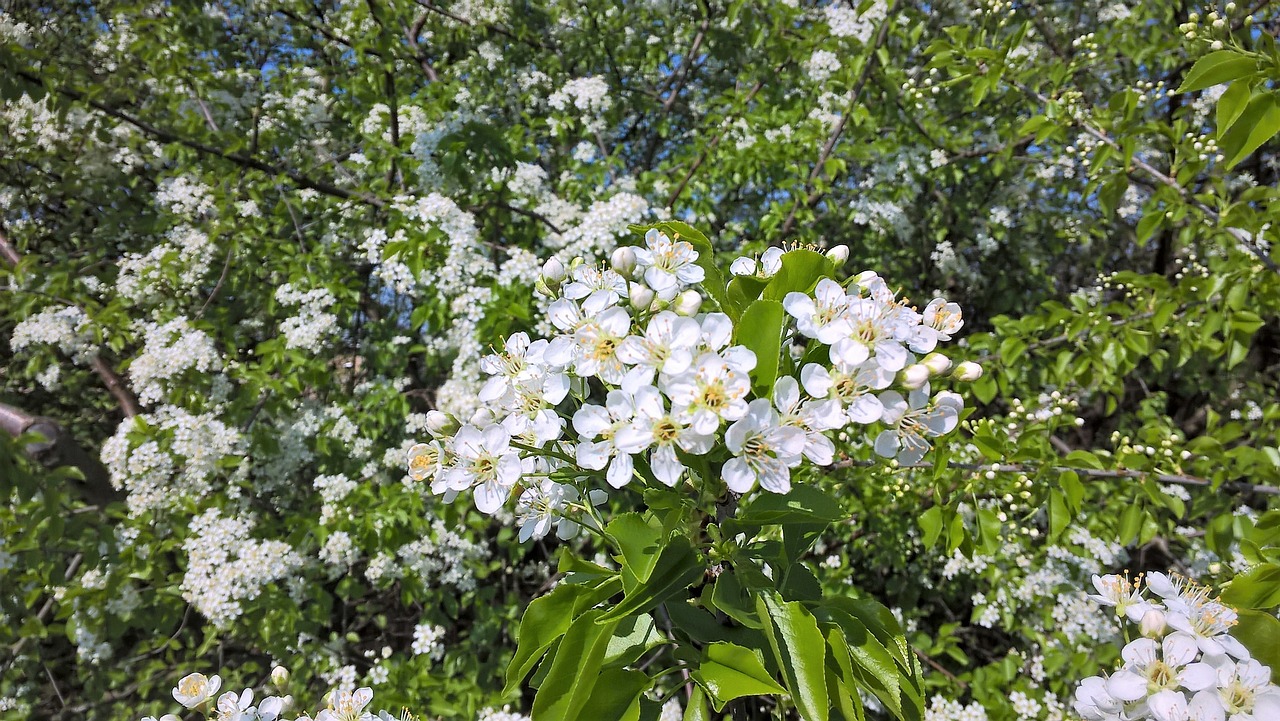 tree  white blossom free pictures free photo