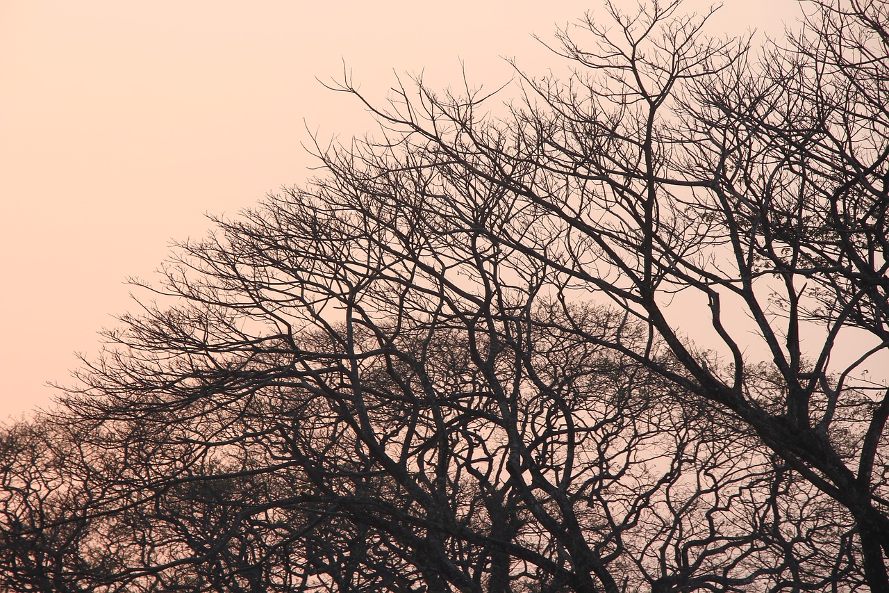 tree  branch  nature free photo