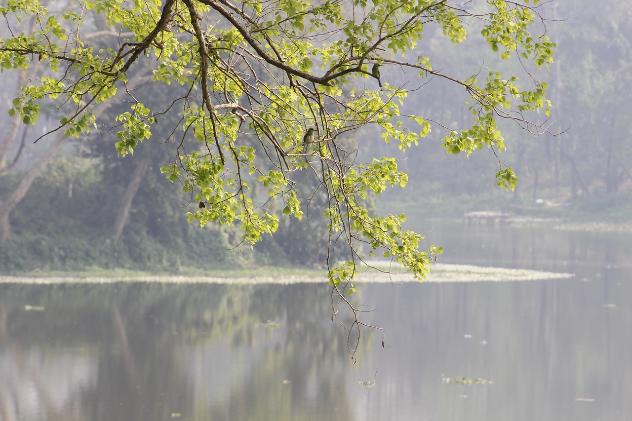 tree  nature  season free photo