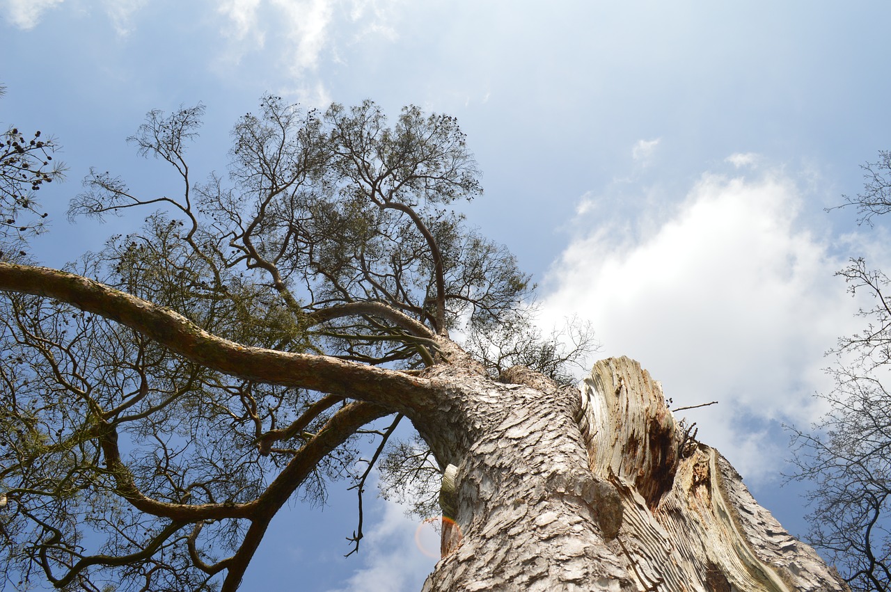 tree  nature  wood free photo