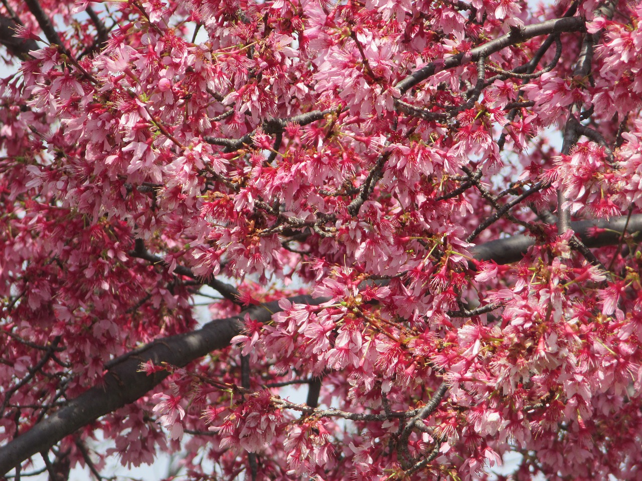 tree  branch  cherry free photo