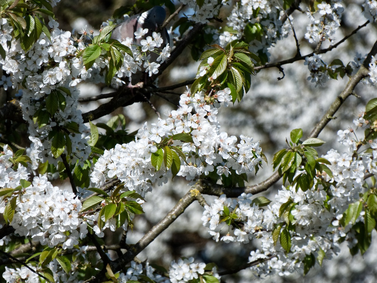 tree  cherry  cherry blossoms free photo