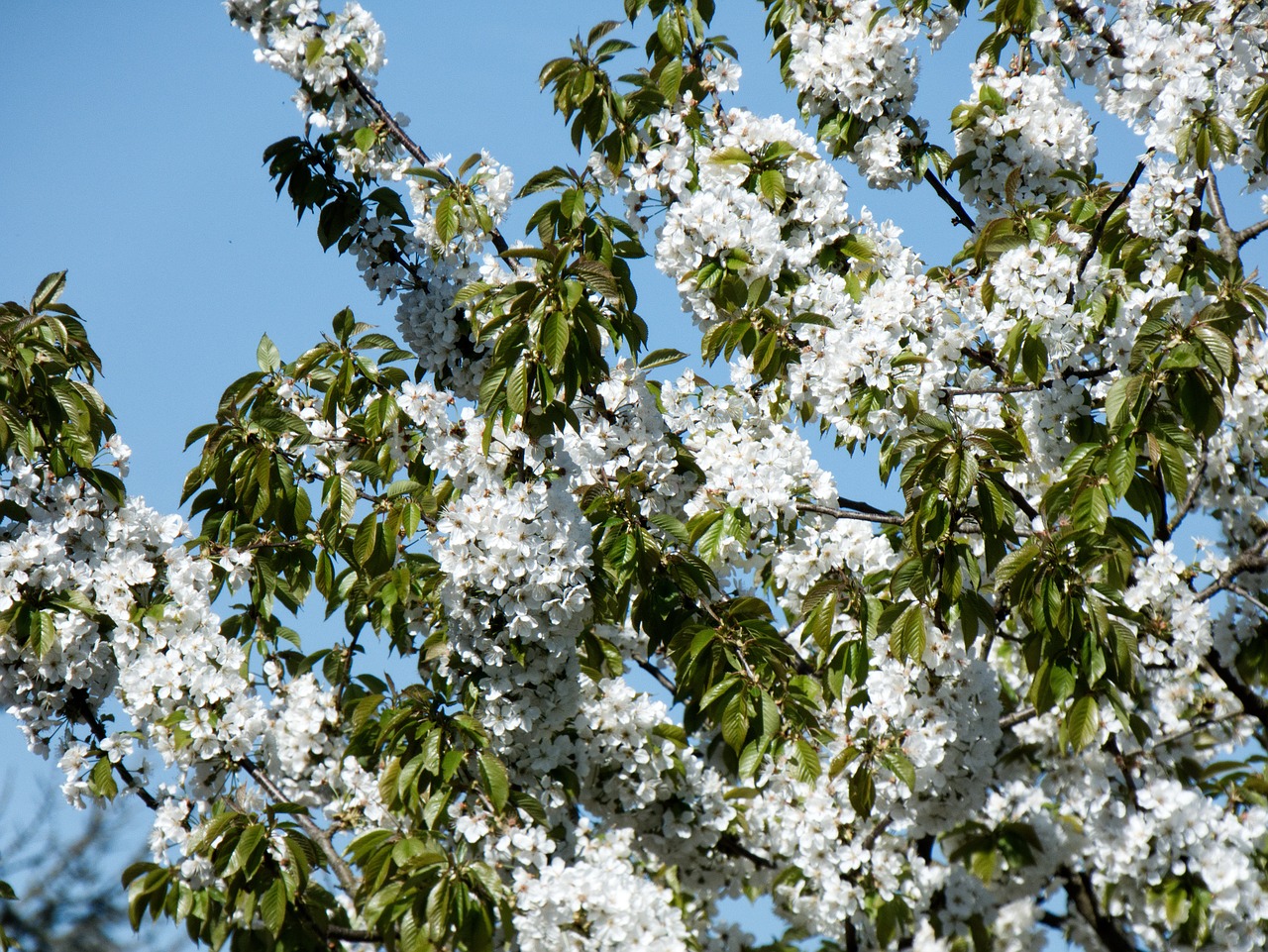 tree  season  nature free photo