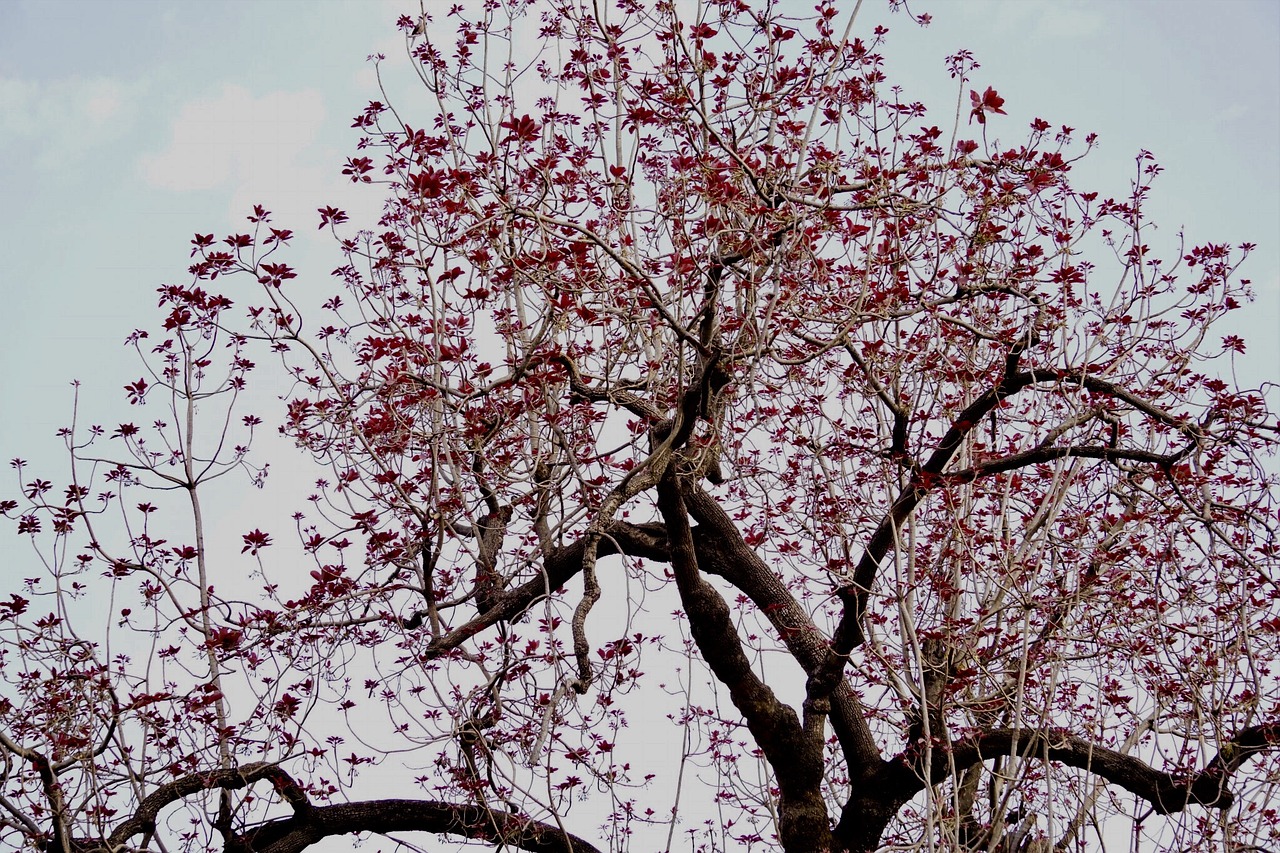 tree  branch  cherry free photo