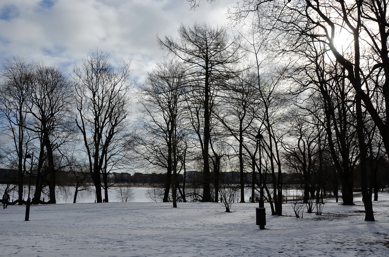 tree  nature  winter free photo