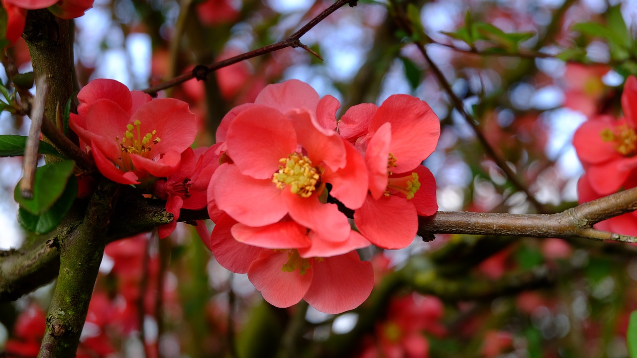 tree  nature  branch free photo