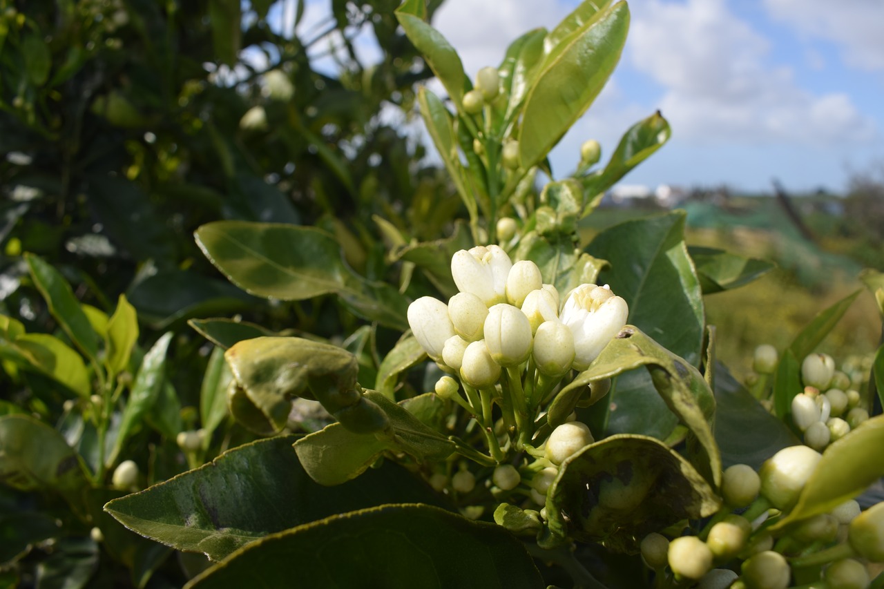 tree  nature  plant free photo