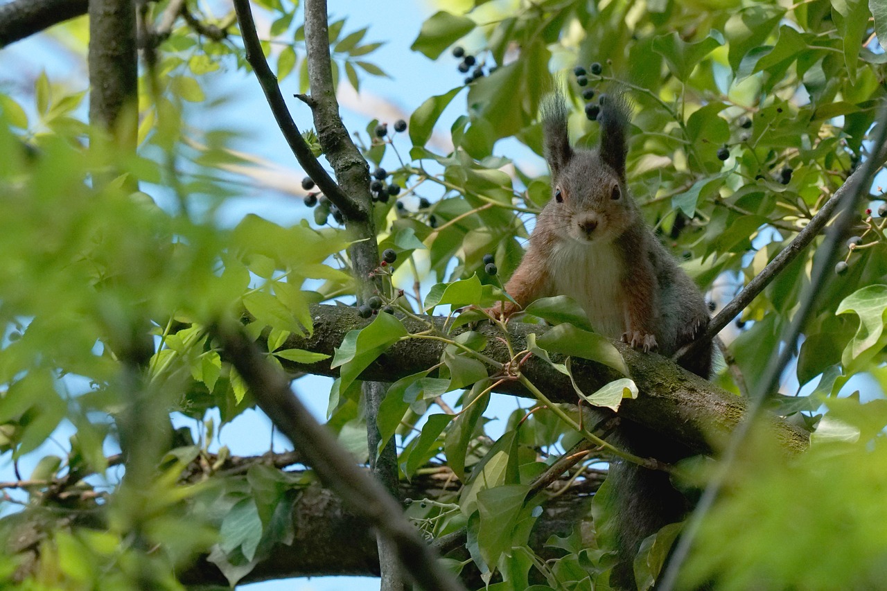 tree  nature  animal world free photo