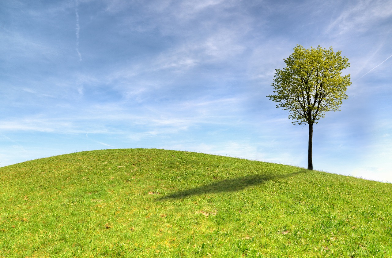 tree  panoramic  grass free photo