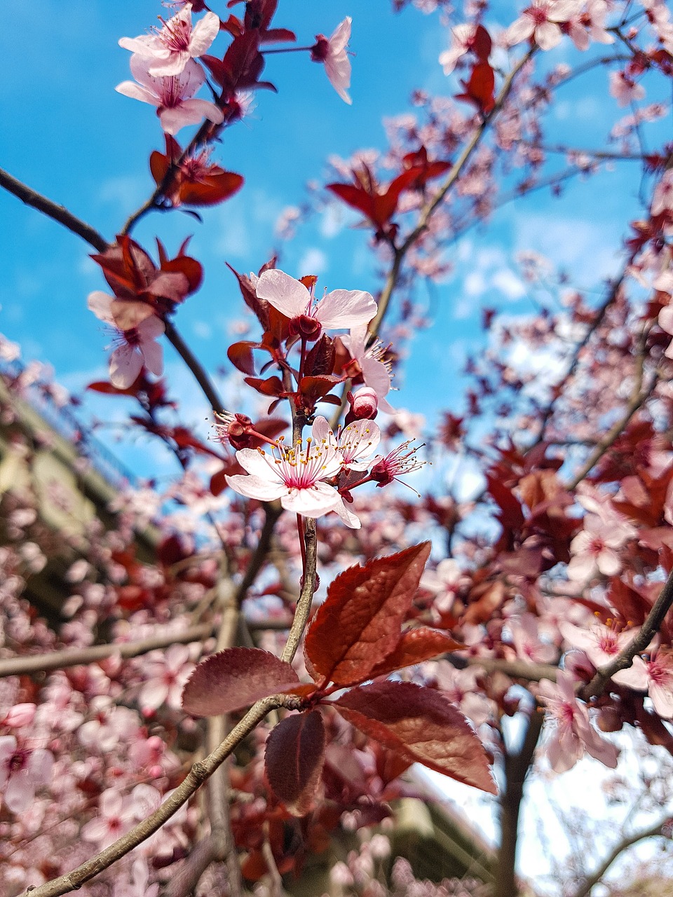 tree  branch  cherry free photo