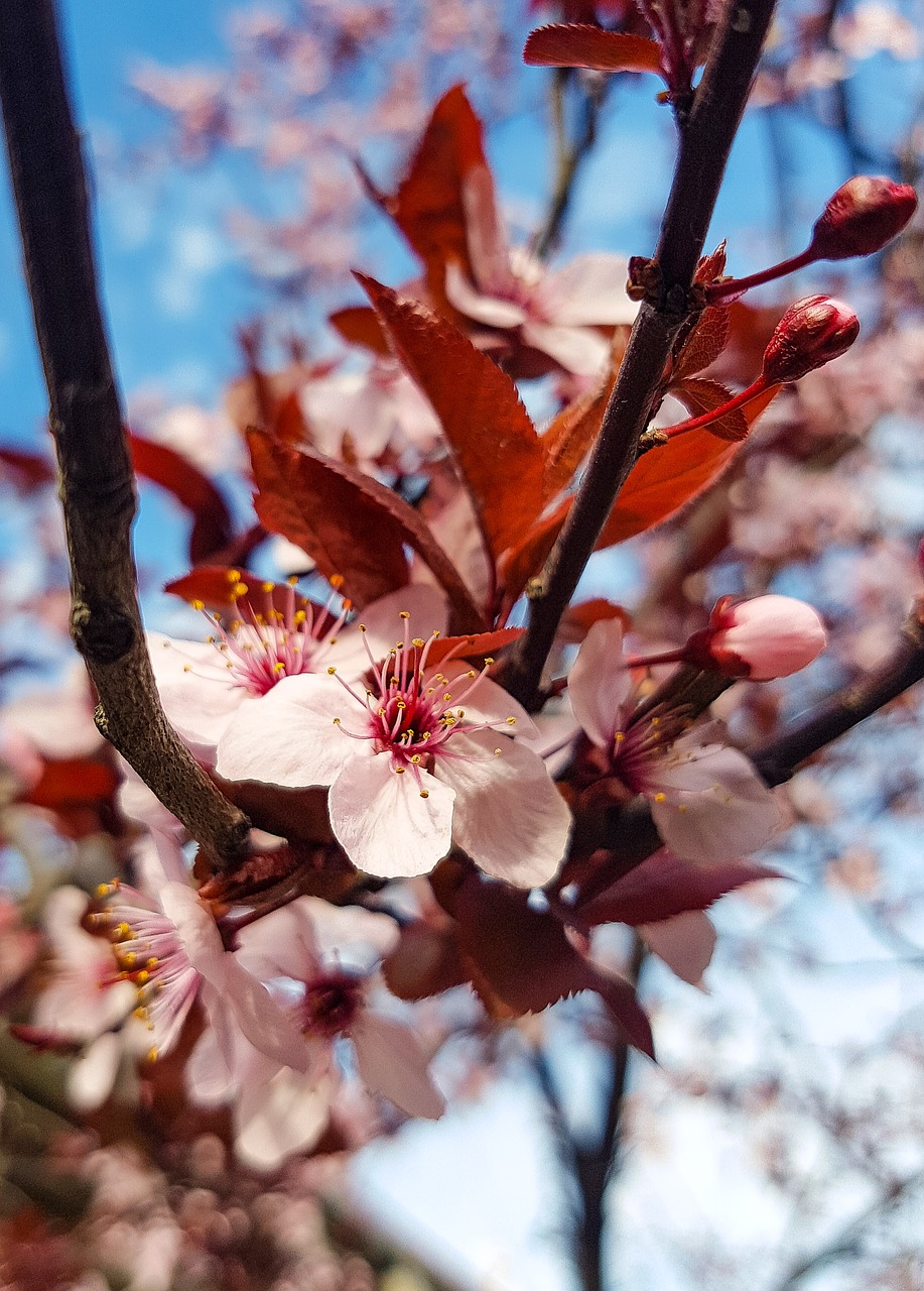 tree  branch  cherry free photo