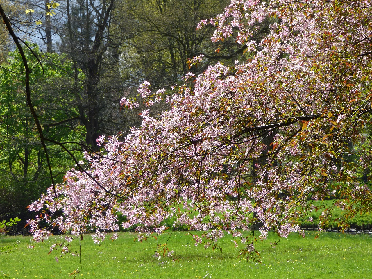 tree sprig blooms free photo