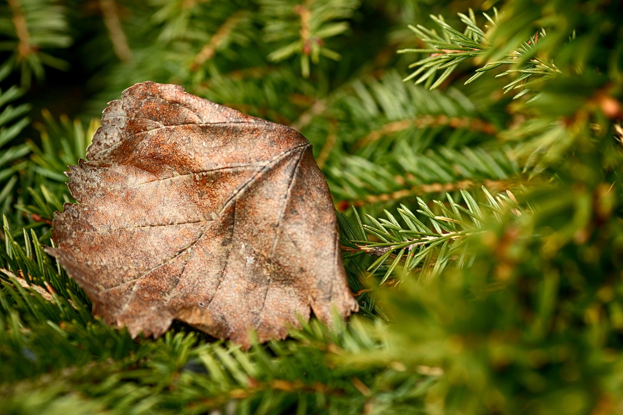 tree  nature  pine free photo