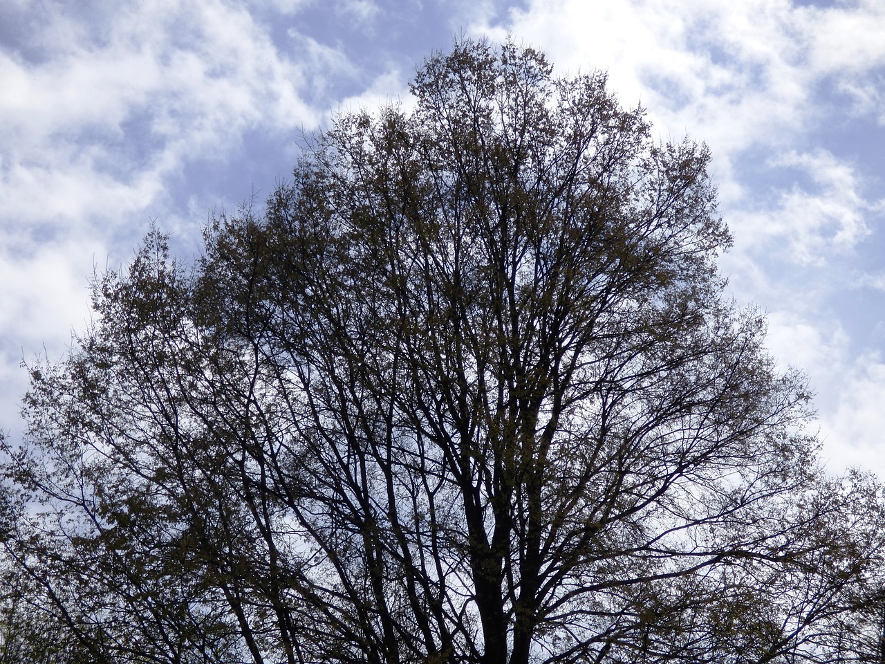 tree sky spreading free photo
