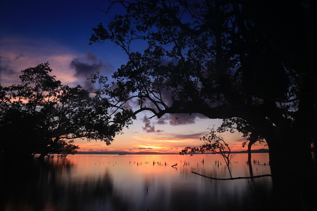 tree  sunset  nature free photo