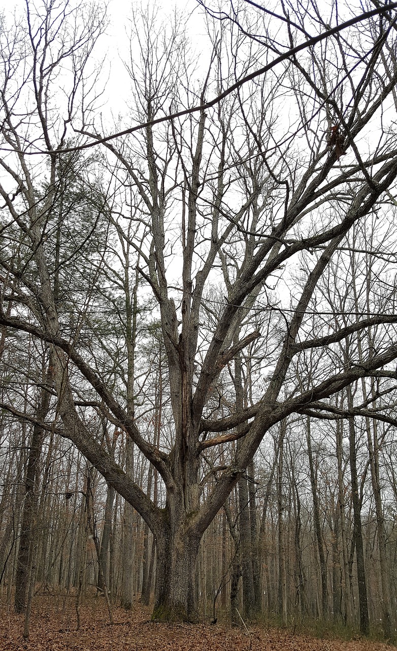 tree  wood  branch free photo