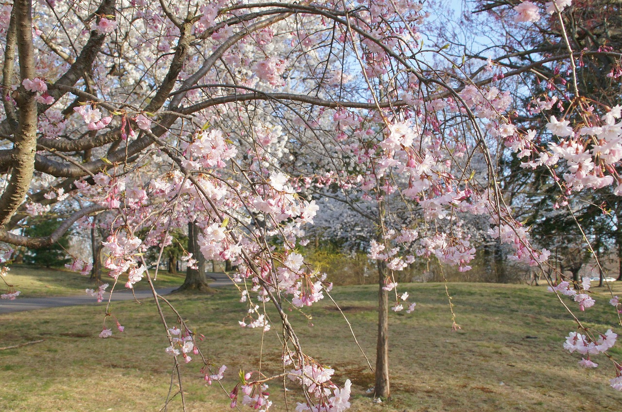 tree  cherry  flower free photo