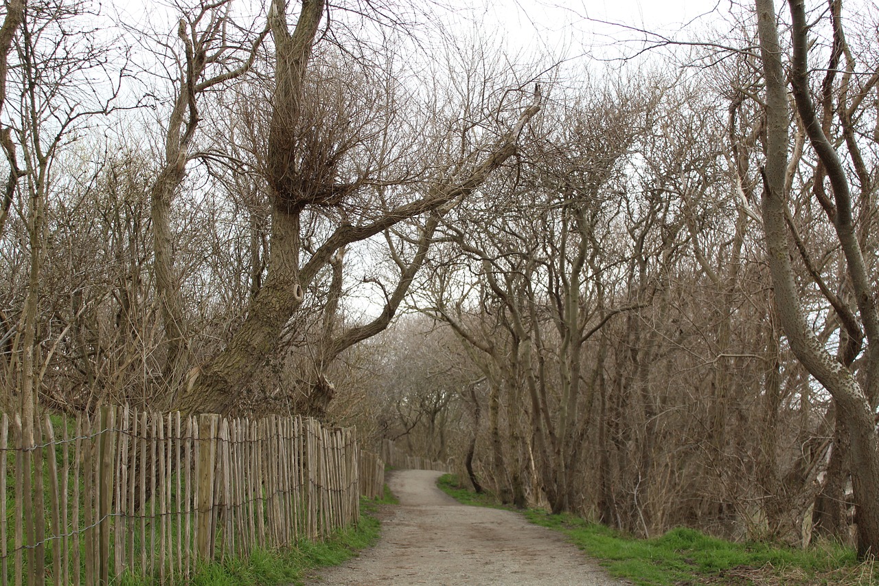 tree  landscape  wood free photo