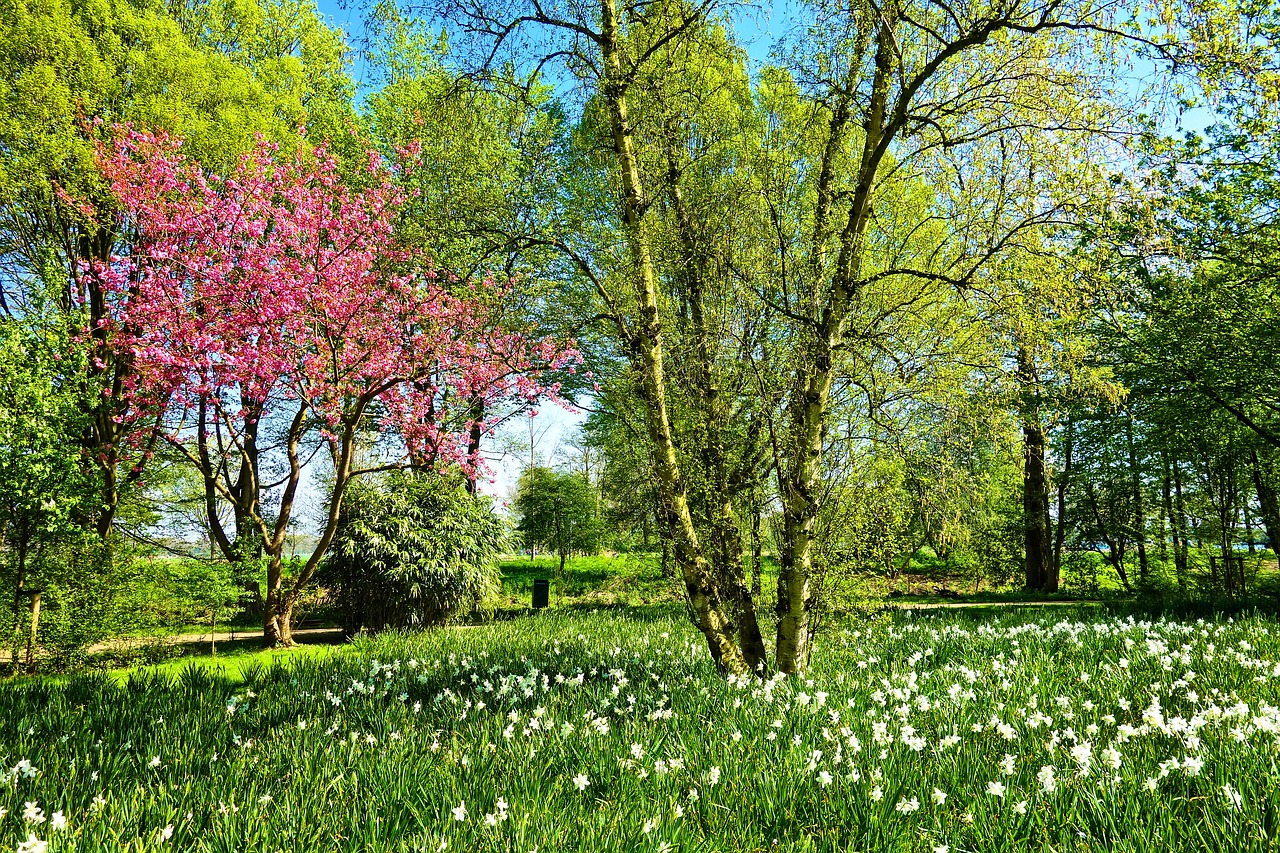 tree  birch  cherry blossom free photo