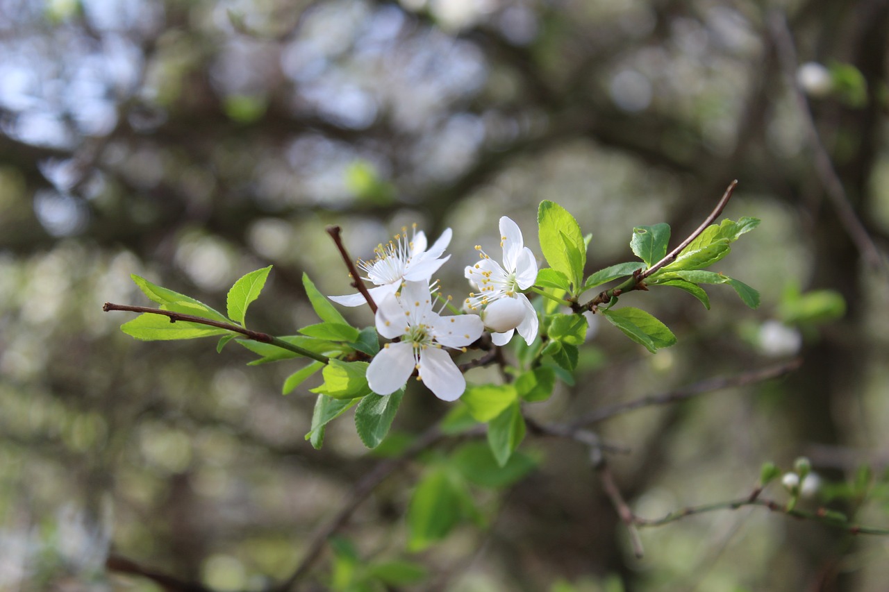 tree  nature  flower free photo