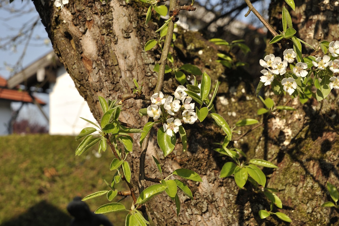 tree  nature  plant free photo