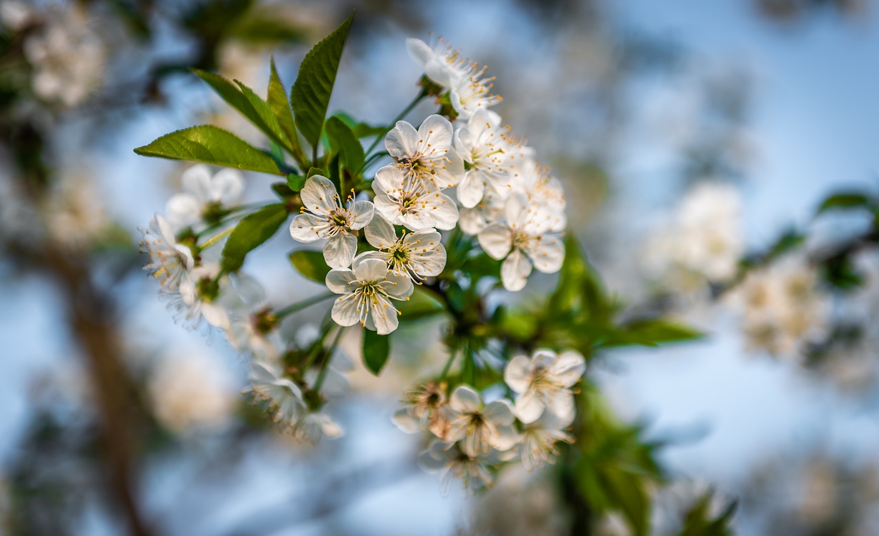 tree  flower  plant free photo